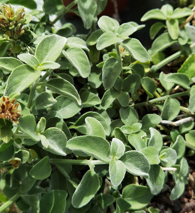 Dicliptera squarrosa